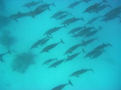 Unterwasserfotos Tauchbilder Tauchen Rotes Meer Mai 2010 MY Blue Seas Blue Planet Liveaboards