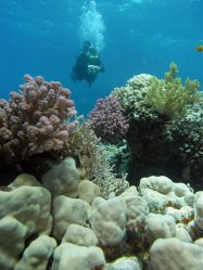 Unterwasserfotos Tauchbilder Tauchen Rotes Meer Mai 2010 MY Blue Seas Blue Planet Liveaboards