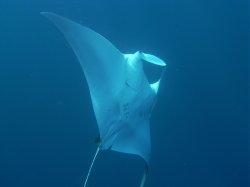 Unterwasserfotos Tauchbilder  Sinai Divers