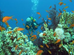 Unterwasserfotos Tauchbilder  Sinai Divers