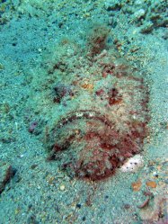 Unterwasserfotos Tauchbilder  Sinai Divers