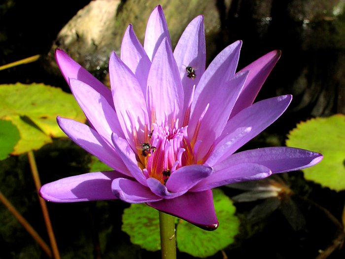 Teichrose
