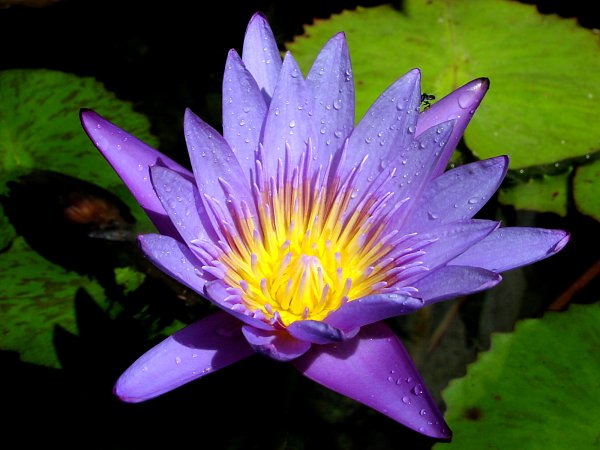 Teichrose