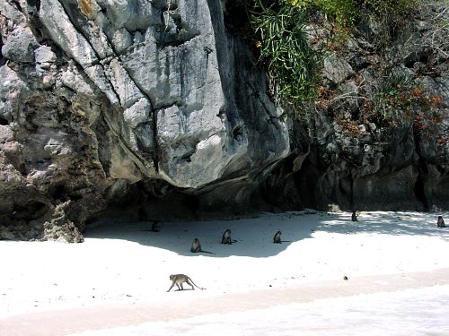 Phi Phi Island / Monkey Beach