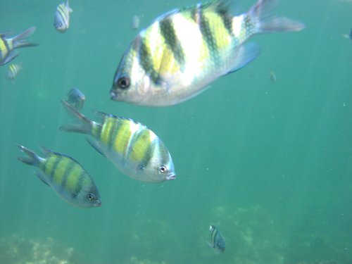 Phi Phi Island / Schnorcheln
