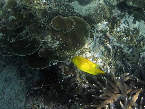 Phi Phi Island / Schnorcheln