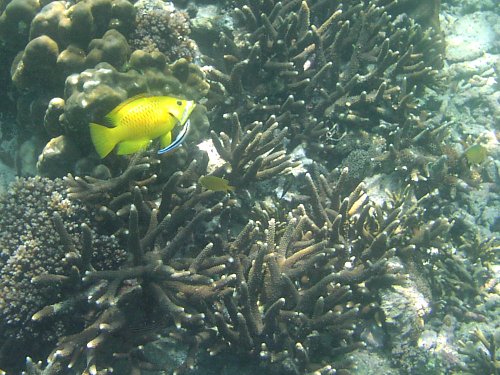 Phi Phi Island / Schnorcheln