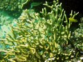 Unterwasserbilder Foto