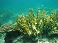 Unterwasserbilder Foto
