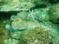 Unterwasserbilder Foto