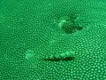 Unterwasserbilder Foto