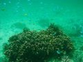 Unterwasserbilder Foto