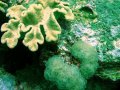 Unterwasserbilder Foto