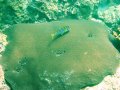 Unterwasserbilder Foto