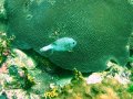Unterwasserbilder Foto