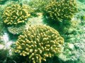 Unterwasserbilder Foto