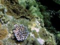 Unterwasserbilder Foto
