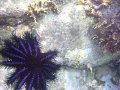 Unterwasserbilder Foto