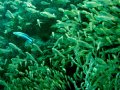 Unterwasserbilder Foto