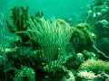 Unterwasserbilder Foto
