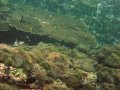 Unterwasserbilder Foto