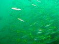 Unterwasserbilder Foto