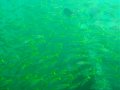 Unterwasserbilder Foto