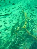 Unterwasserbilder Foto