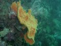 Unterwasserbilder Foto