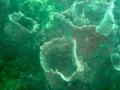Unterwasserbilder Foto