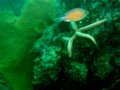 Unterwasserbilder Foto