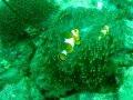 Unterwasserbilder Foto