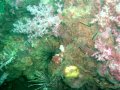 Unterwasserbilder Foto