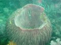 Unterwasserbilder Foto
