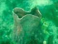 Unterwasserbilder Foto