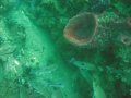 Unterwasserbilder Foto