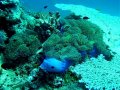 Unterwasserbilder Foto