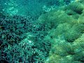 Unterwasserbilder Foto