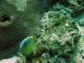 Unterwasserbilder Foto