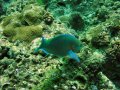 Unterwasserbilder Foto