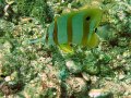 Unterwasserbilder Foto