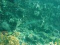 Unterwasserbilder Foto