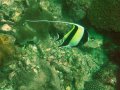 Unterwasserbilder Foto